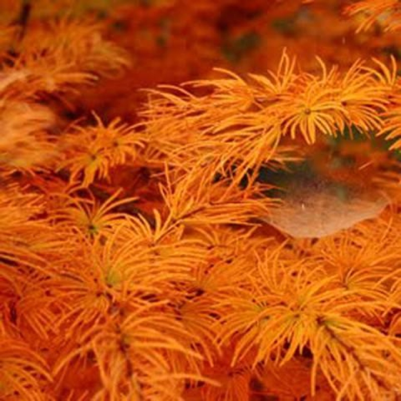 Kültéri bonsai -Pseudolarix amabis-Pseudolarix amabis-Pseudolarix amabis
