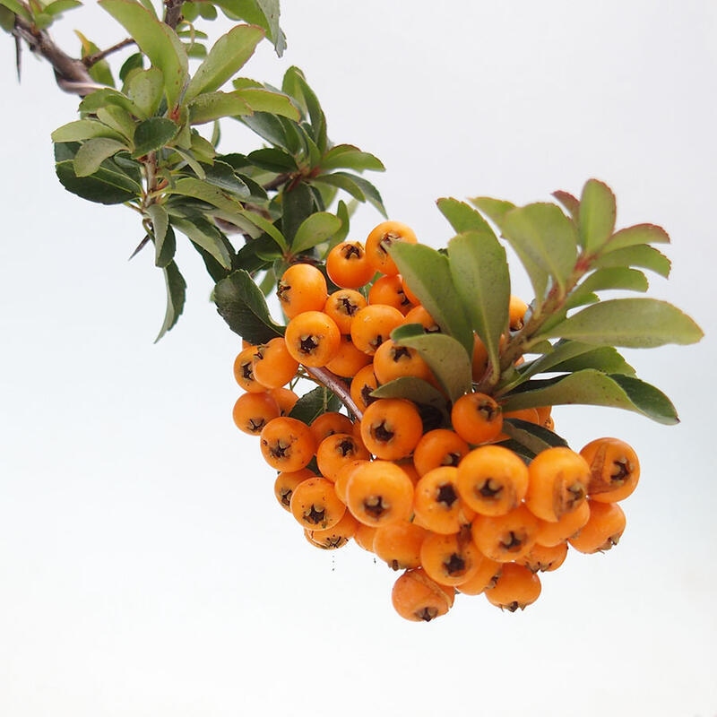 Kültéri bonsai – Pyracantha teton – Skarlátvörös tűzcserje