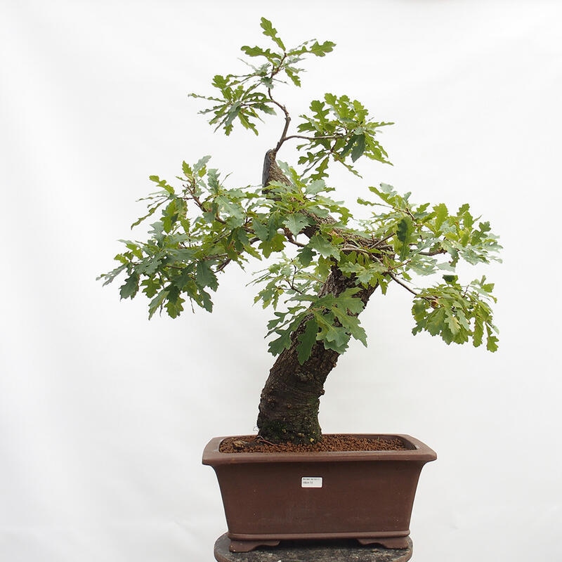 Kültéri bonsai Quercus Cerris - Tölgy Cer