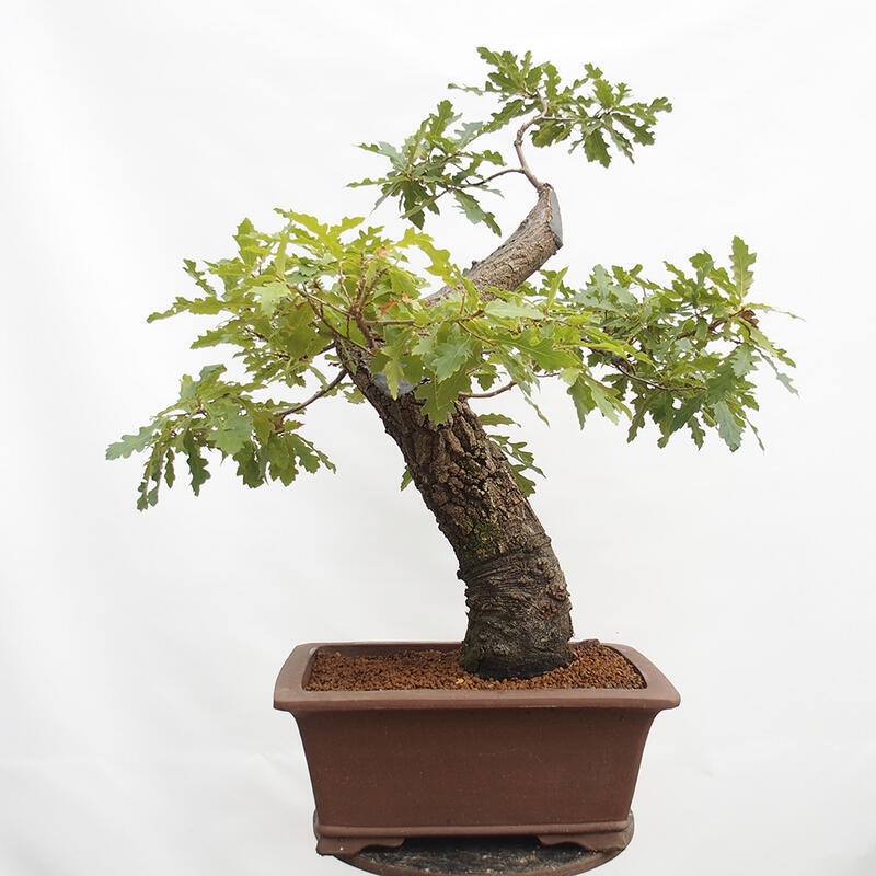 Kültéri bonsai Quercus Cerris - Tölgy Cer