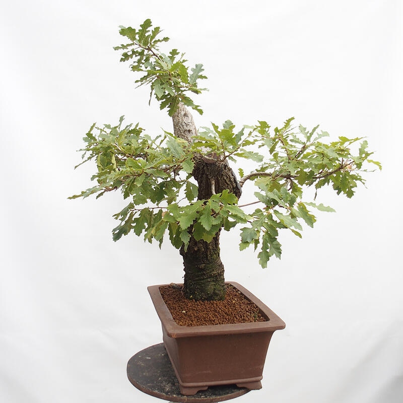 Kültéri bonsai Quercus Cerris - Tölgy Cer