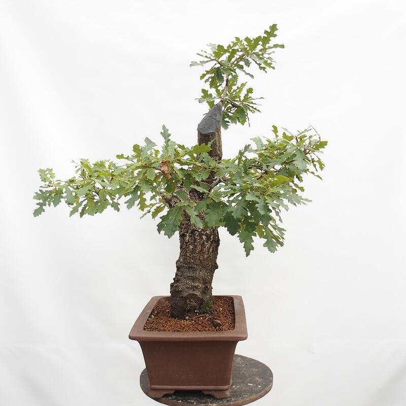 Kültéri bonsai Quercus Cerris - Tölgy Cer