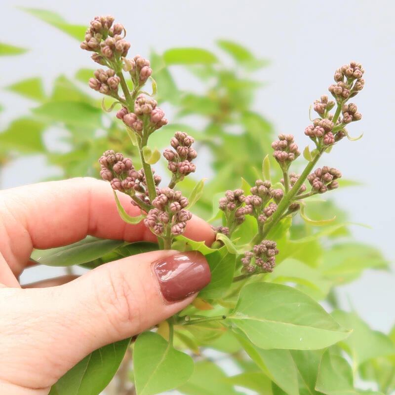 Kültéri bonsai - Fűzfa - Syringa vulgaris
