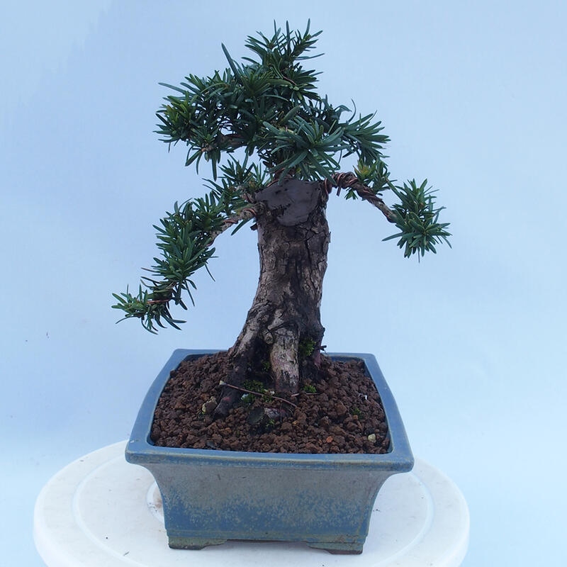 Kültéri bonsai - Taxus cuspidata - japán tiszafa