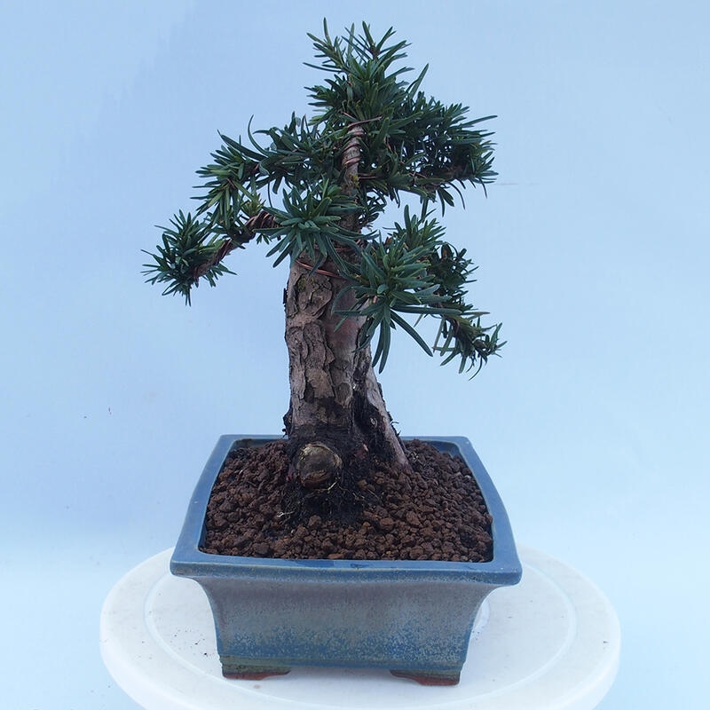 Kültéri bonsai - Taxus cuspidata - japán tiszafa