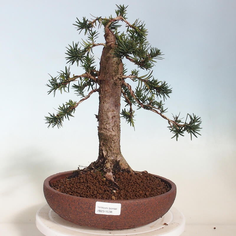 Kültéri bonsai - Taxus cuspidata - japán tiszafa