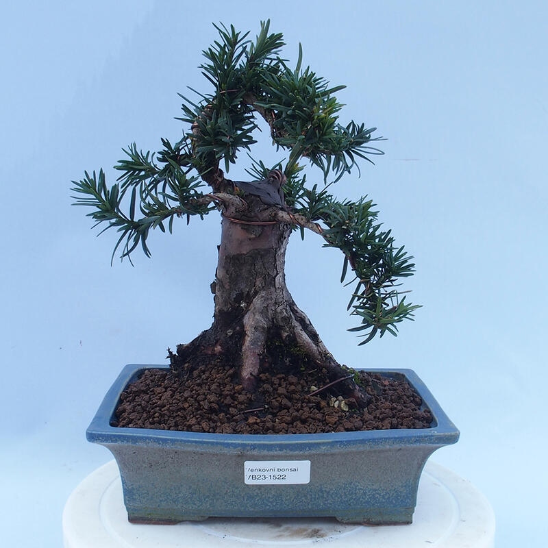 Kültéri bonsai - Taxus cuspidata - japán tiszafa