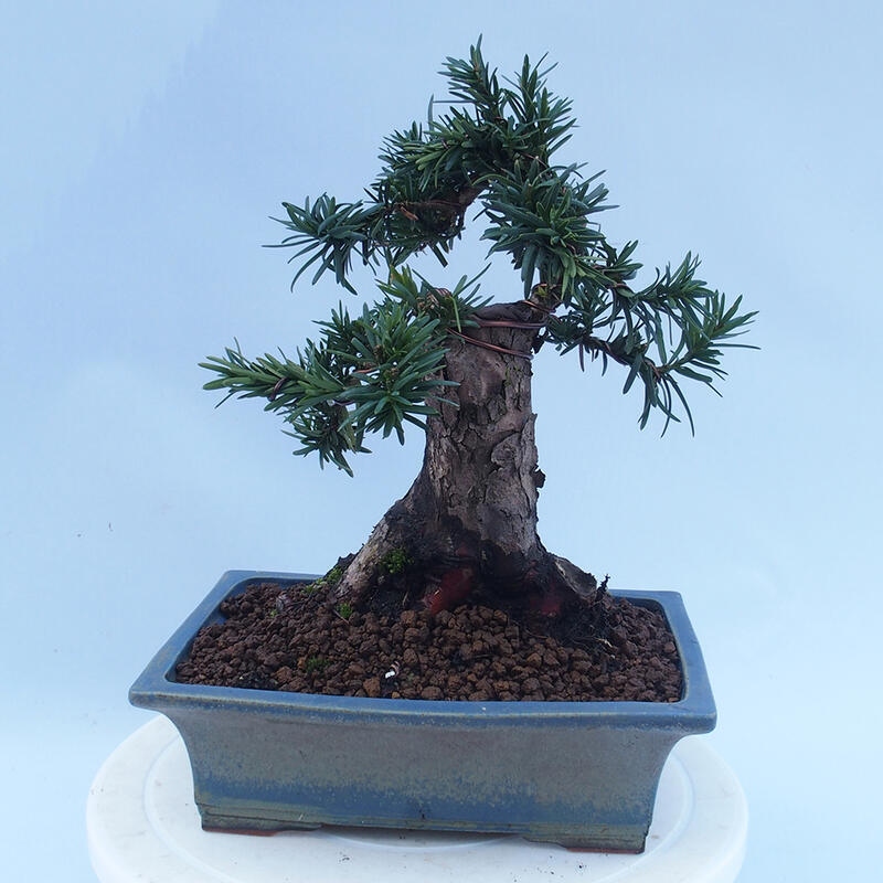 Kültéri bonsai - Taxus cuspidata - japán tiszafa