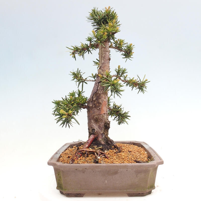 Kültéri bonsai - Taxus cuspidata - japán tiszafa