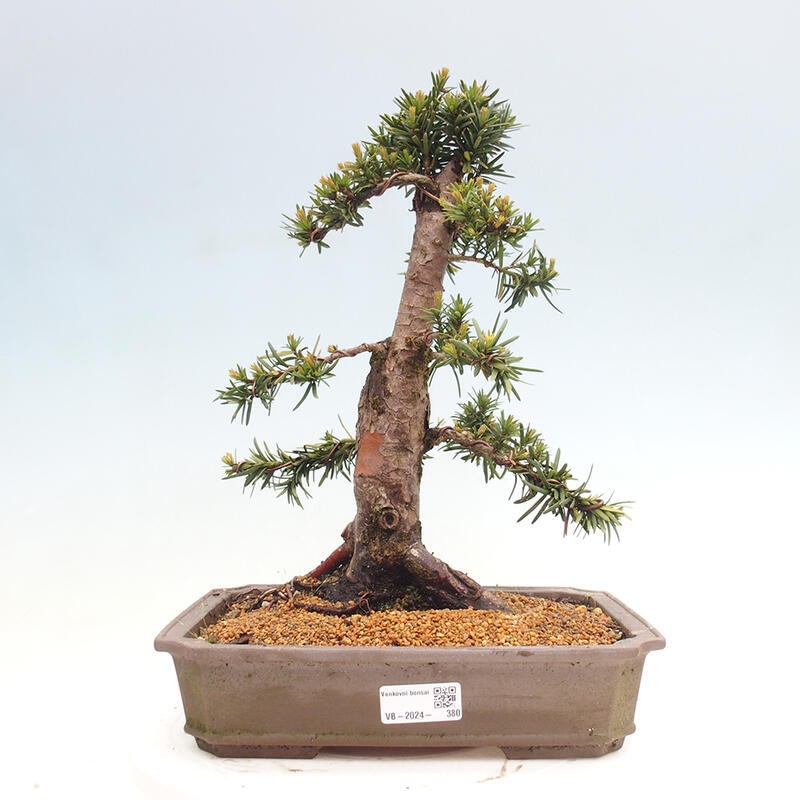 Kültéri bonsai - Taxus cuspidata - japán tiszafa