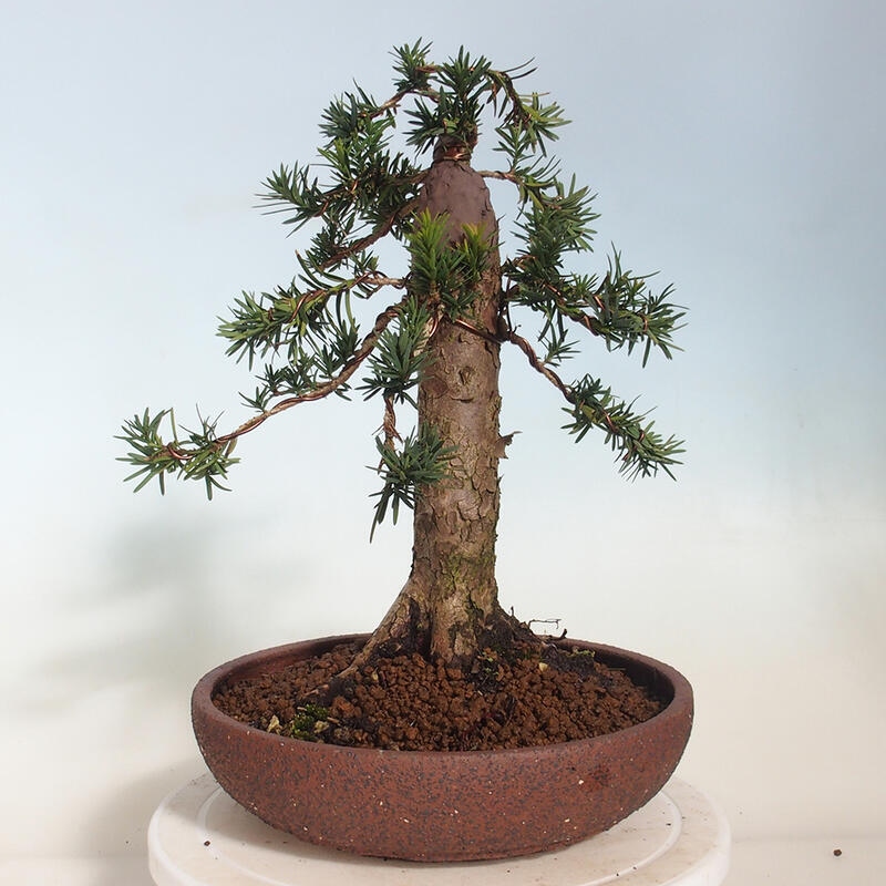 Kültéri bonsai - Taxus cuspidata - japán tiszafa