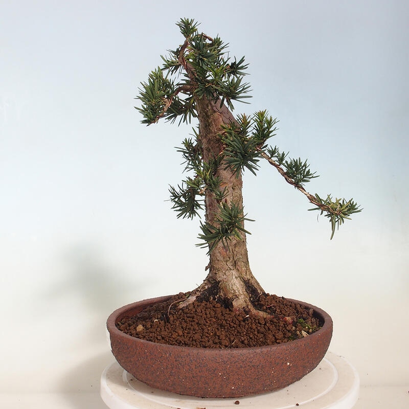Kültéri bonsai - Taxus cuspidata - japán tiszafa