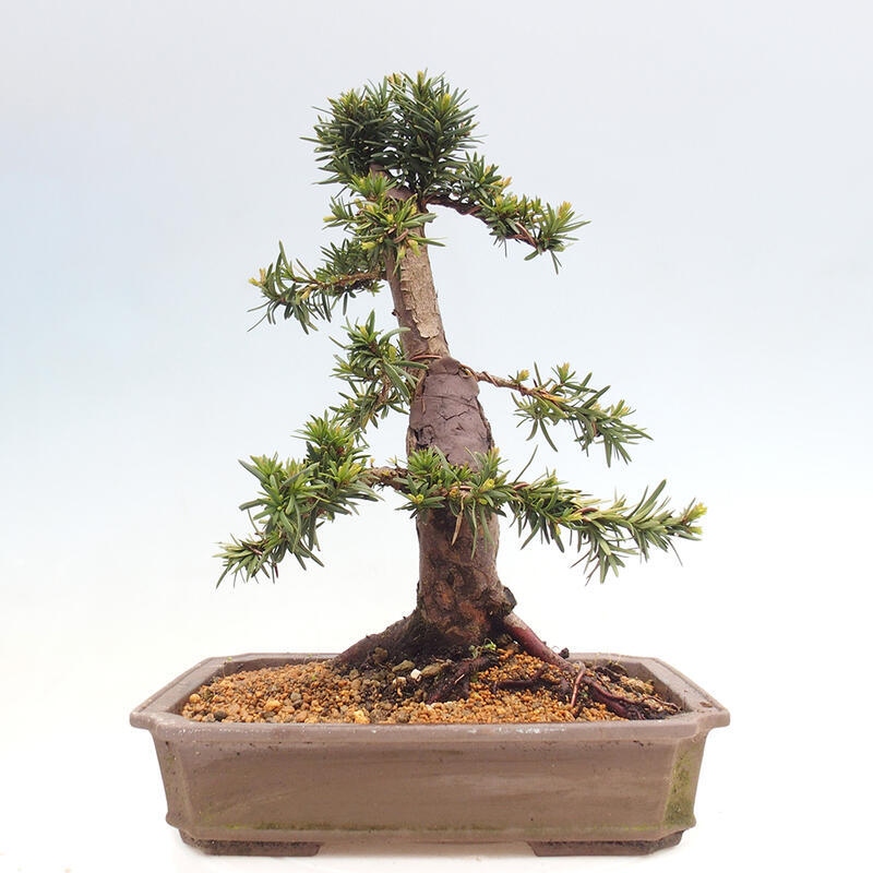 Kültéri bonsai - Taxus cuspidata - japán tiszafa