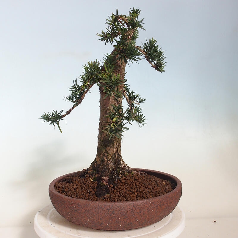 Kültéri bonsai - Taxus cuspidata - japán tiszafa