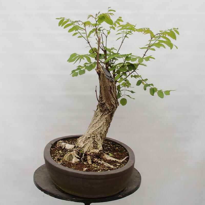 Kültéri bonsai - Tüskés akác - Robinia pseudoacacia