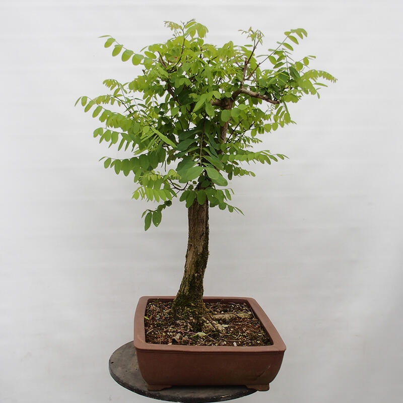 Kültéri bonsai - Tüskés akác - Robinia pseudoacacia