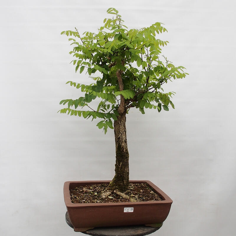 Kültéri bonsai - Tüskés akác - Robinia pseudoacacia