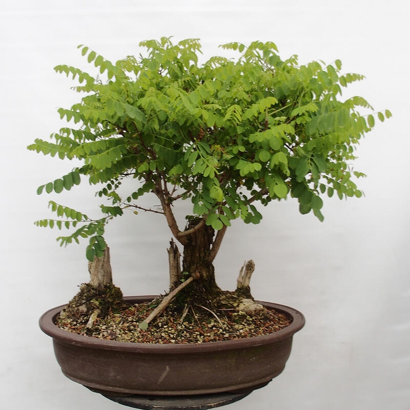 Kültéri bonsai - Tüskés akác - Robinia pseudoacacia