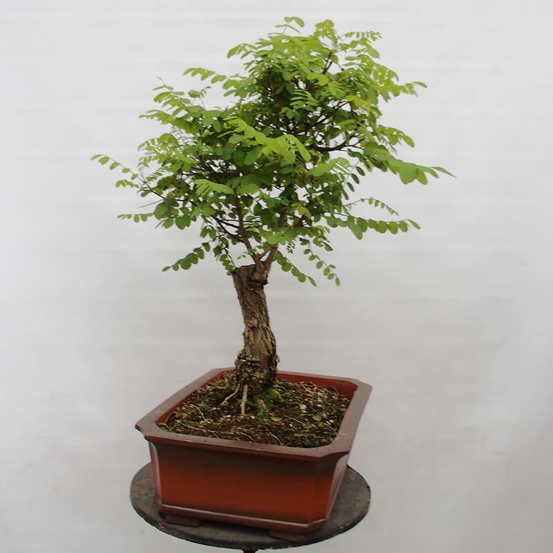 Kültéri bonsai - Tüskés akác - Robinia pseudoacacia