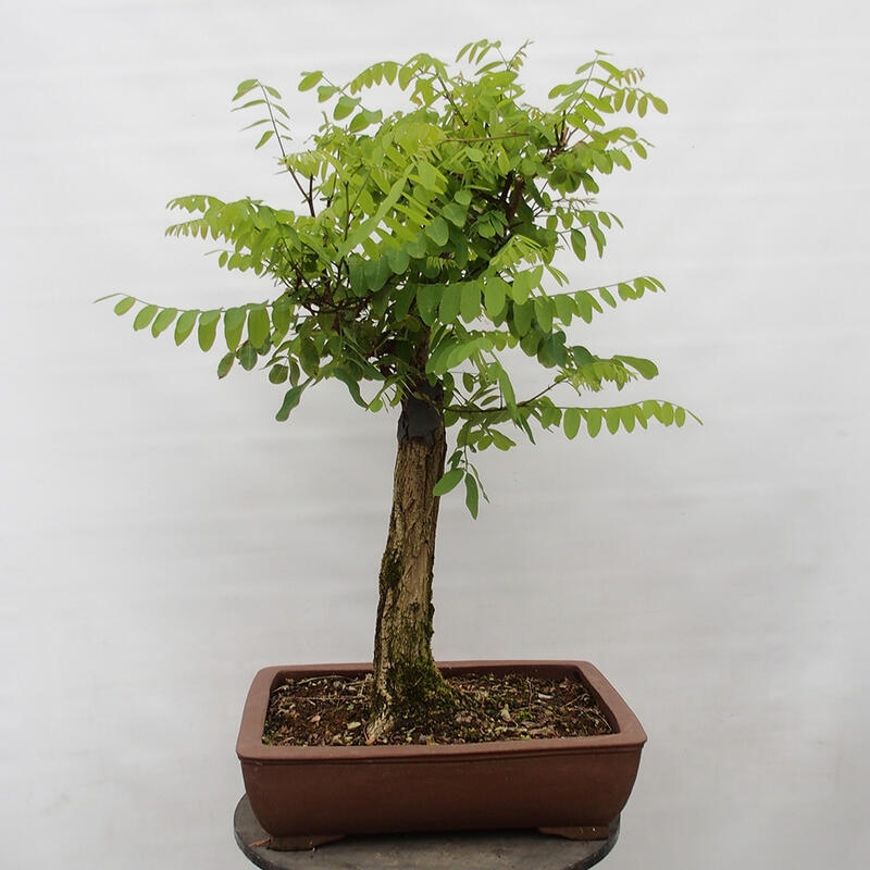 Kültéri bonsai - Tüskés akác - Robinia pseudoacacia
