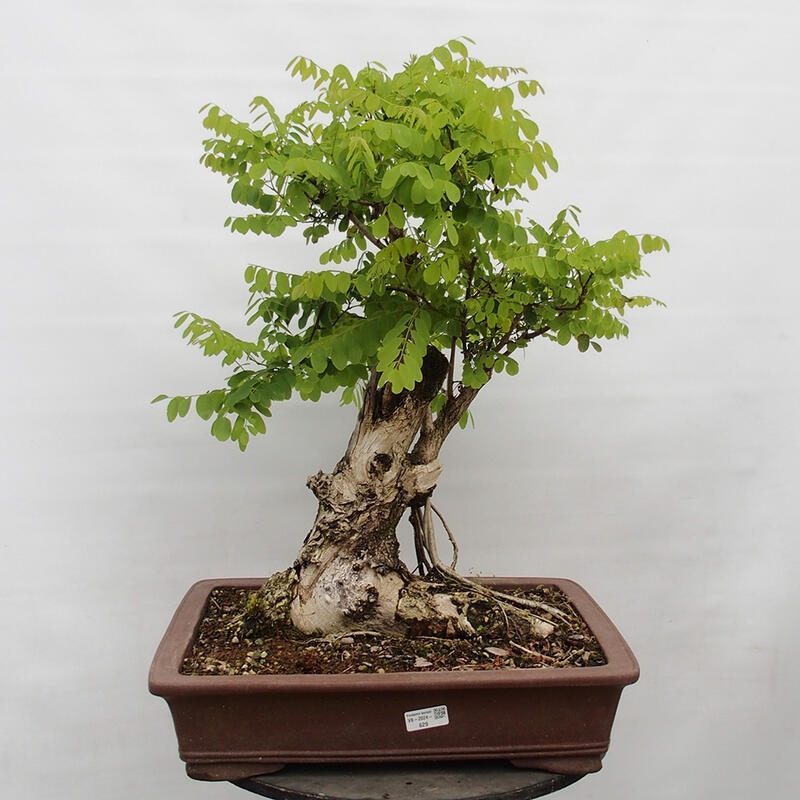 Kültéri bonsai - Tüskés akác - Robinia pseudoacacia