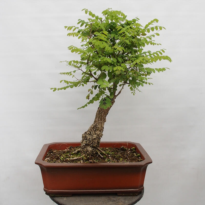 Kültéri bonsai - Tüskés akác - Robinia pseudoacacia