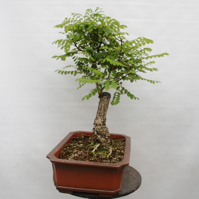 Kültéri bonsai - Tüskés akác - Robinia pseudoacacia