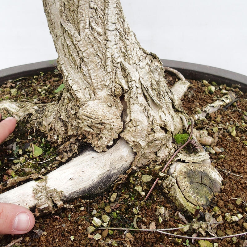 Kültéri bonsai - Tüskés akác - Robinia pseudoacacia