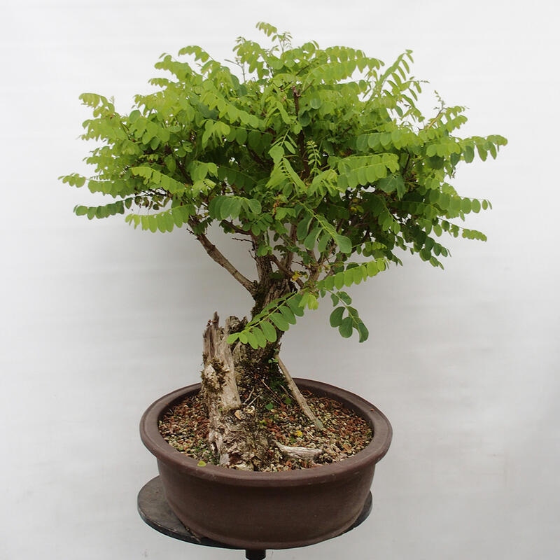 Kültéri bonsai - Tüskés akác - Robinia pseudoacacia