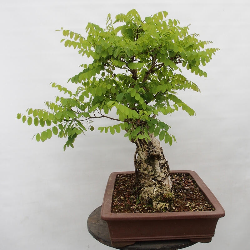 Kültéri bonsai - Tüskés akác - Robinia pseudoacacia