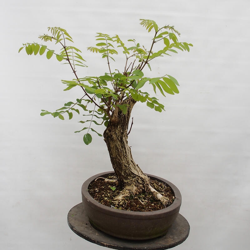Kültéri bonsai - Tüskés akác - Robinia pseudoacacia