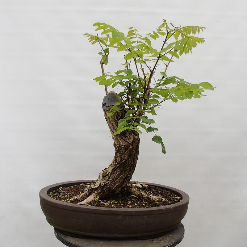 Kültéri bonsai - Tüskés akác - Robinia pseudoacacia