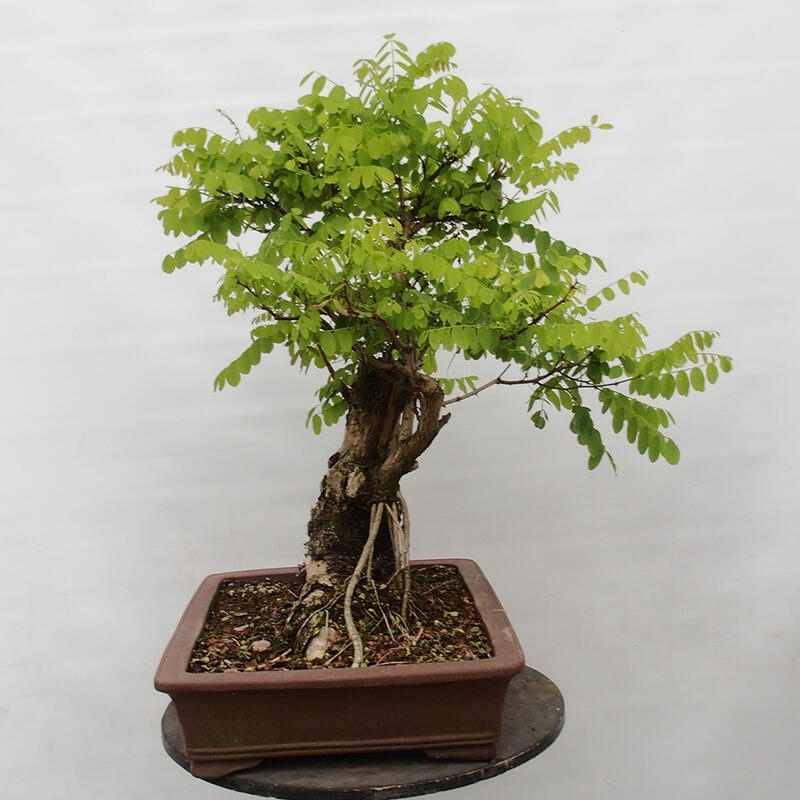 Kültéri bonsai - Tüskés akác - Robinia pseudoacacia
