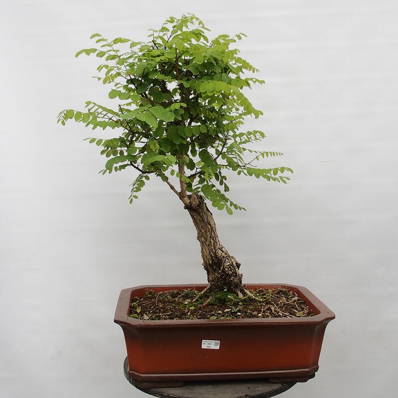 Kültéri bonsai - Tüskés akác - Robinia pseudoacacia
