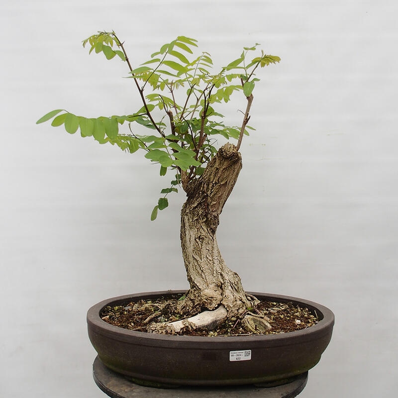 Kültéri bonsai - Tüskés akác - Robinia pseudoacacia