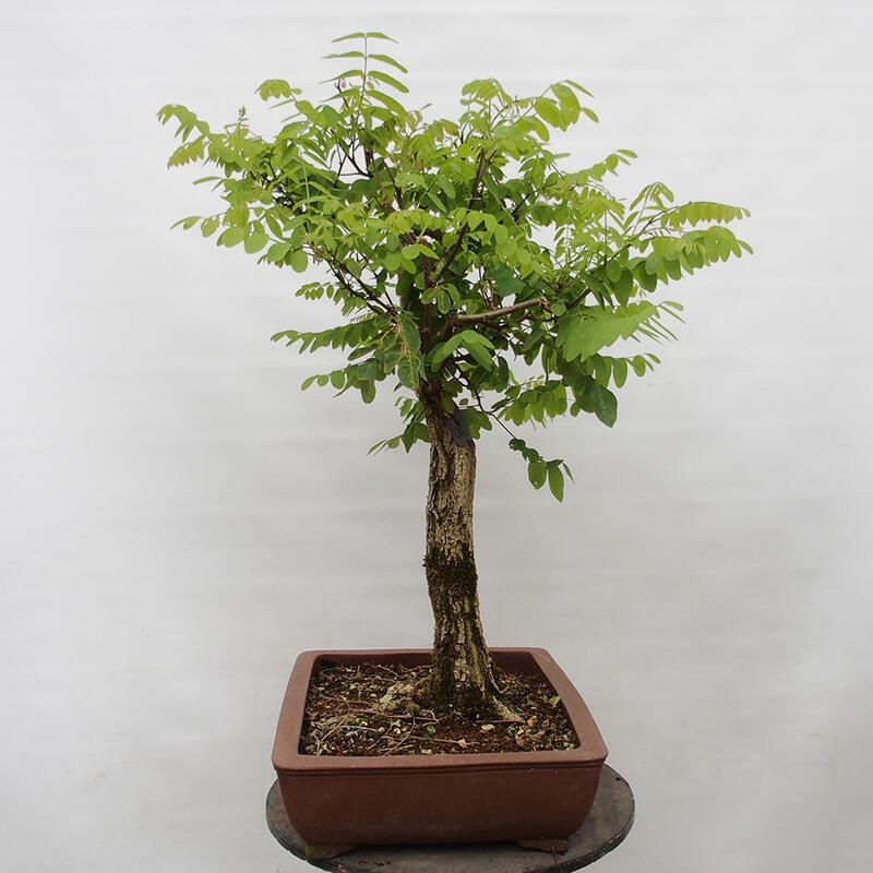 Kültéri bonsai - Tüskés akác - Robinia pseudoacacia