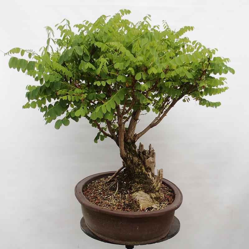 Kültéri bonsai - Tüskés akác - Robinia pseudoacacia