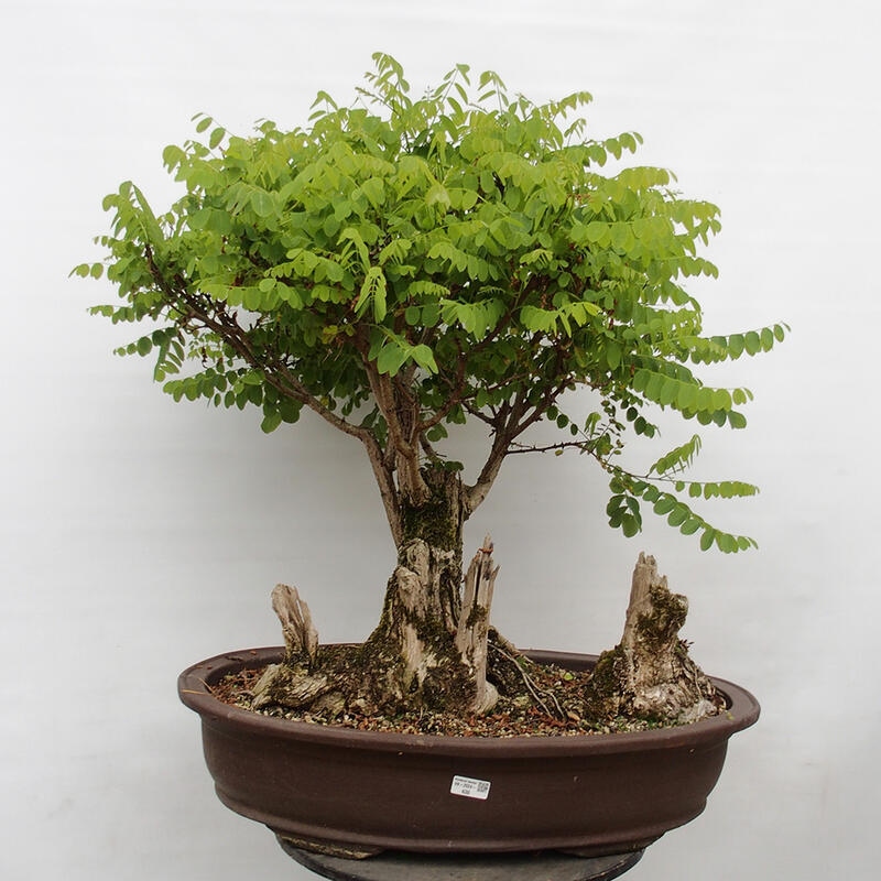 Kültéri bonsai - Tüskés akác - Robinia pseudoacacia
