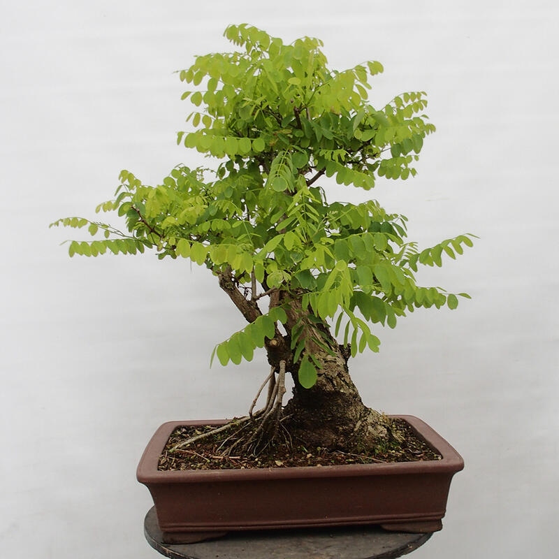 Kültéri bonsai - Tüskés akác - Robinia pseudoacacia
