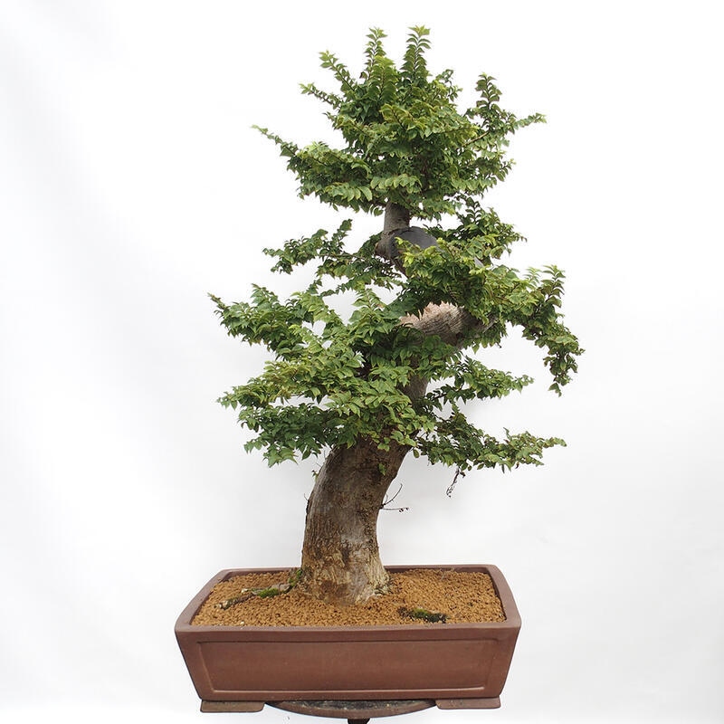 Kültéri bonsai - Ulmus Elegantissima Jack. Hillier-Clay Elegantissima
