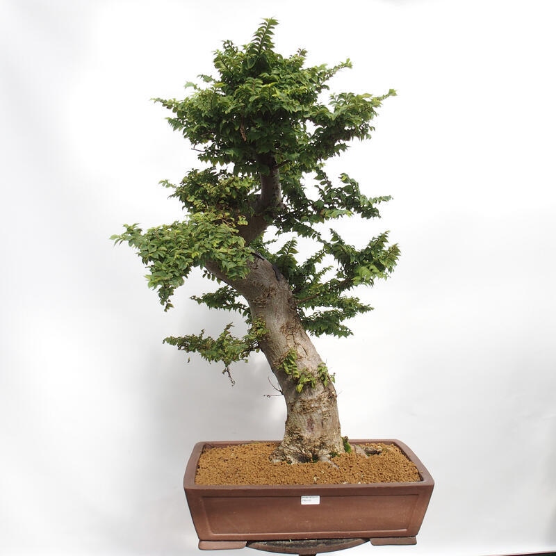Kültéri bonsai - Ulmus Elegantissima Jack. Hillier-Clay Elegantissima