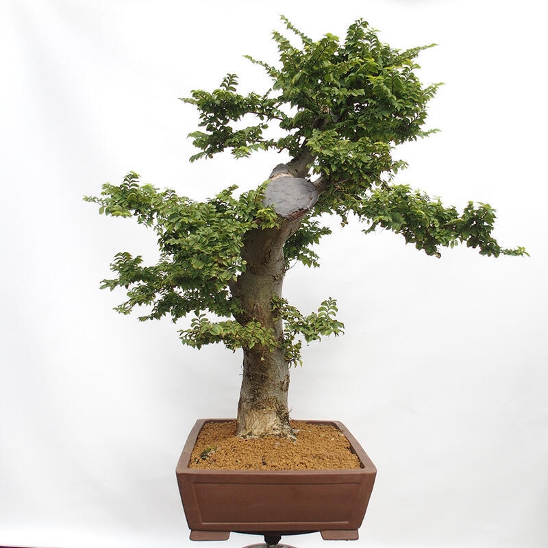 Kültéri bonsai - Ulmus Elegantissima Jack. Hillier-Clay Elegantissima