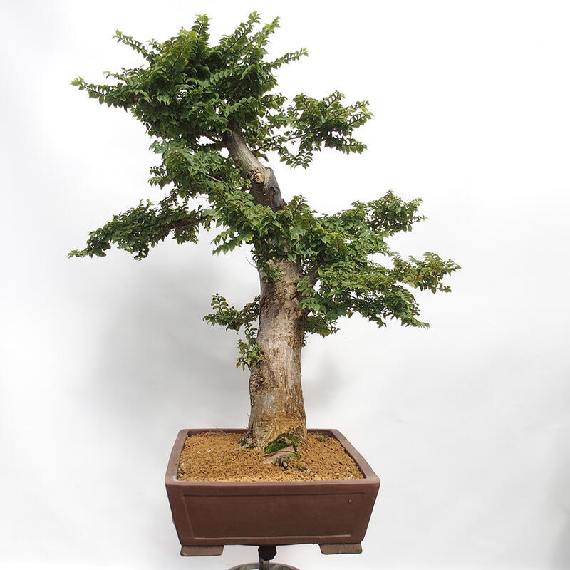 Kültéri bonsai - Ulmus Elegantissima Jack. Hillier-Clay Elegantissima