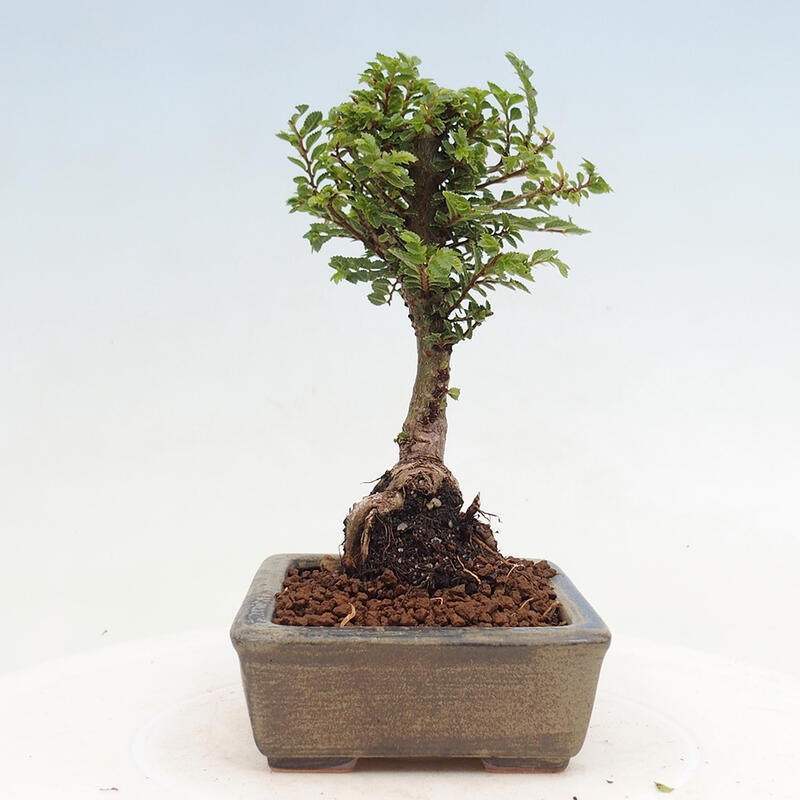 Kültéri bonsai - Ulmus parvifolia Sagei - Kislevelű szilfa