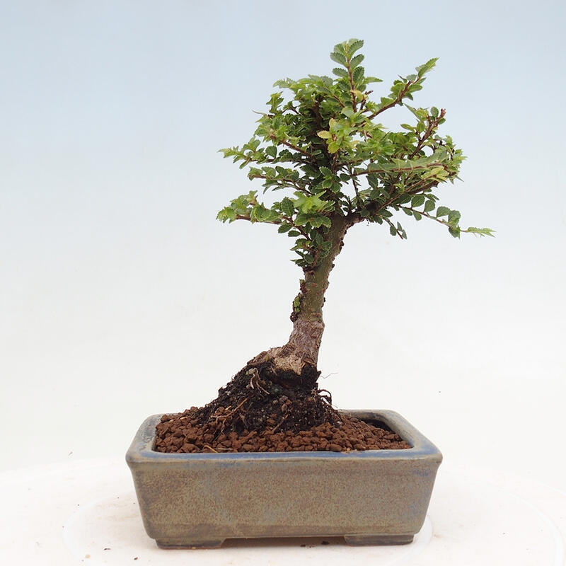 Kültéri bonsai - Ulmus parvifolia Sagei - Kislevelű szilfa