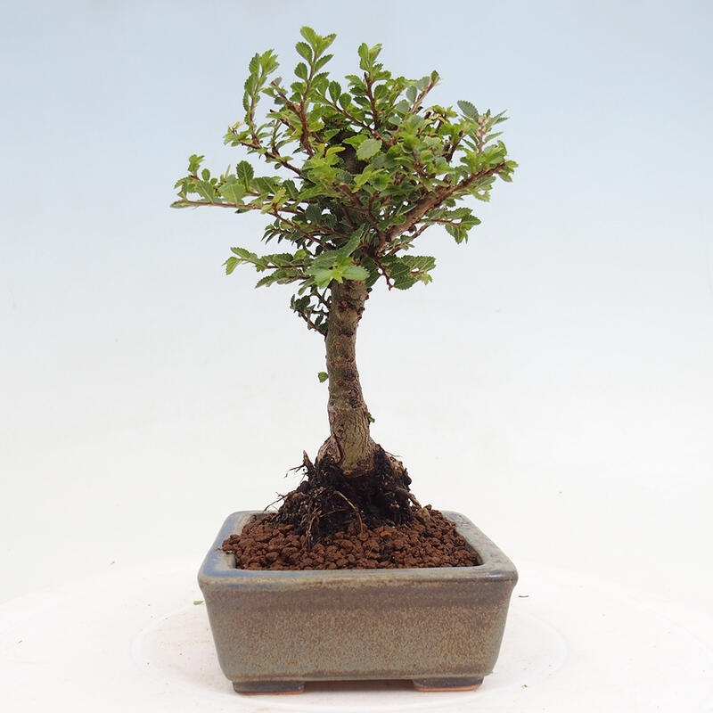 Kültéri bonsai - Ulmus parvifolia Sagei - Kislevelű szilfa