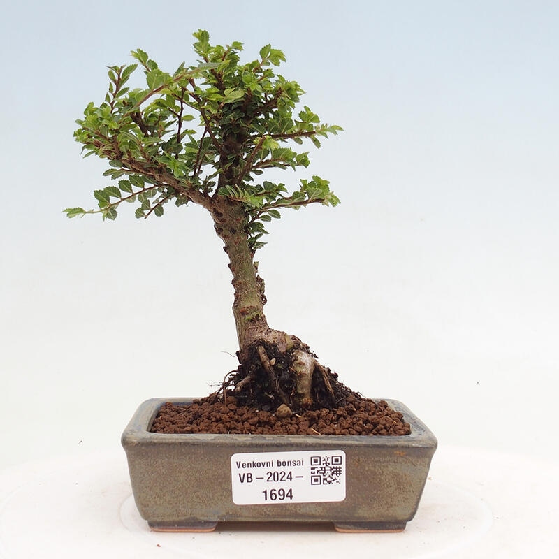 Kültéri bonsai - Ulmus parvifolia Sagei - Kislevelű szilfa