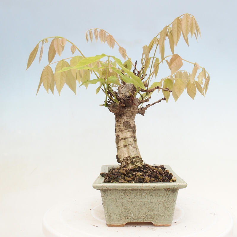 Kültéri bonsai - Wisteria floribunda