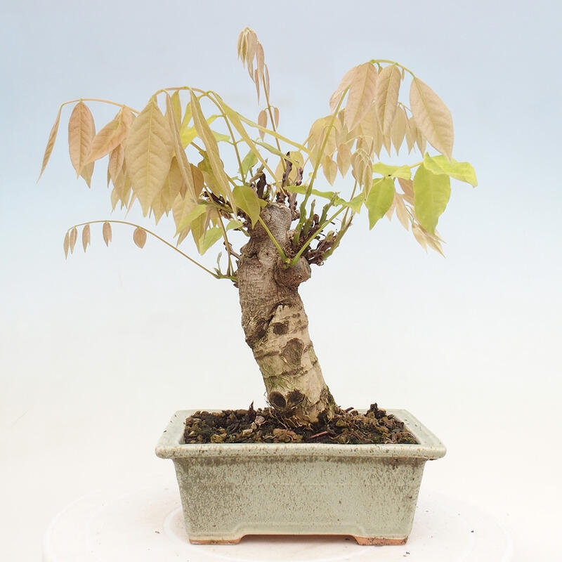 Kültéri bonsai - Wisteria floribunda