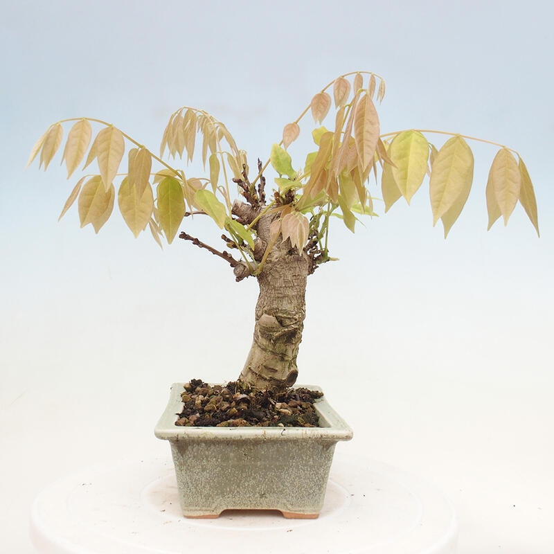 Kültéri bonsai - Wisteria floribunda